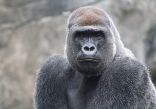 5 Days Gorillas and Chimpanzee Trekking Uganda