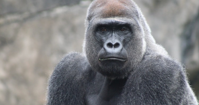 5 Days Gorillas and Chimpanzee Trekking Uganda