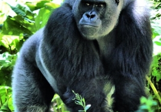 5 Days Uganda Gorillas & Chimpanzee Habituation Safari