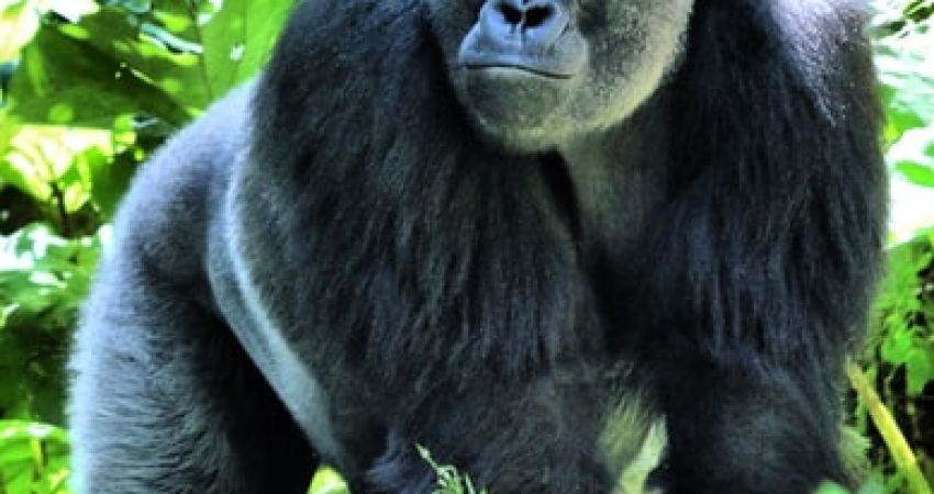 5 Days Uganda Gorillas & Chimpanzee Habituation Safari