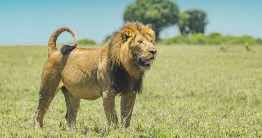 4 Days Gorilla Trekking Rwanda & Wildlife Safari