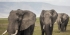 3 Days Tarangire, Ngorongoro, and Lake Manyara Camping Safari in Tanzania