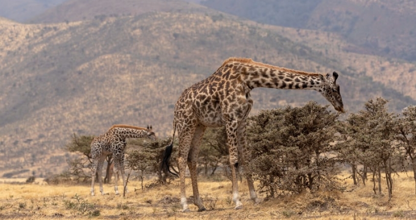 BIG FIVE SAFARI IN TANZANIA