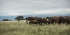 4 Days Tanzania Private Safari