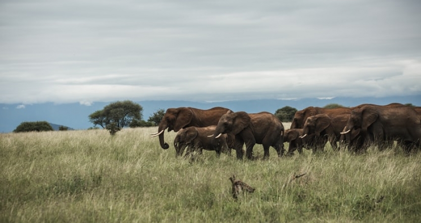 4 Days Tanzania Private Safari