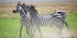 3-Day Tarangire, Manyara & Ngorongoro Crater - Mid-Range Lodge Accommodation