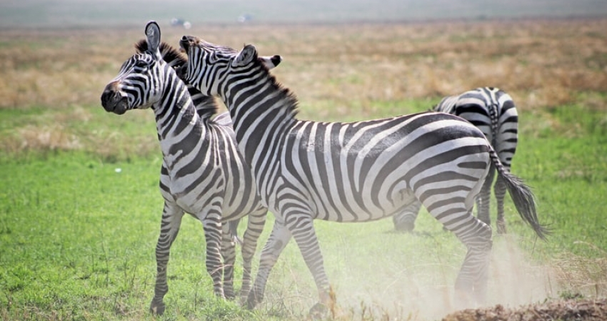 3-Day Tarangire, Manyara & Ngorongoro Crater - Mid-Range Lodge Accommodation