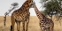 5 Days Luxury Lodge Safari
