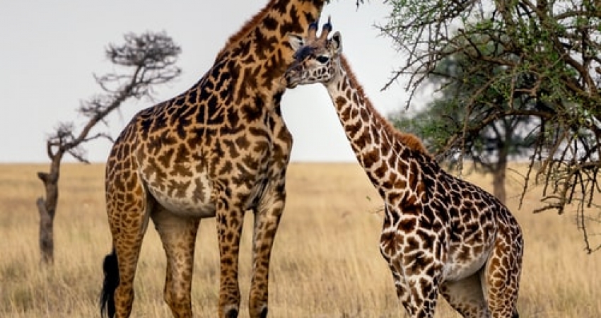 5 Days Luxury Lodge Safari