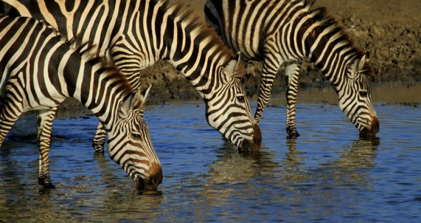 6 Days Tanzania Lodge Safari