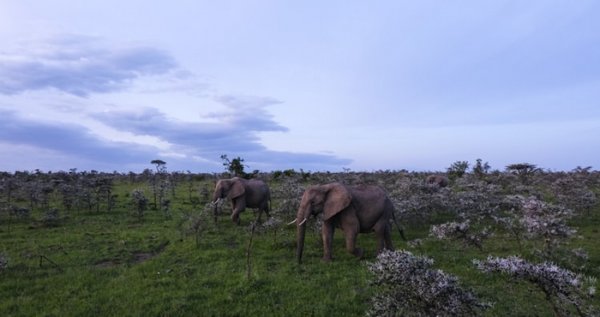 5 Days Masai Mara & Lake Nakuru Budget Travel from Kisumu