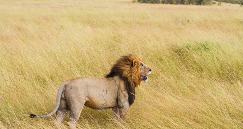 2 Days Thim Lich Ohinga and Ruma National Park Safari from From Kisumu