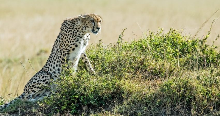 1 Day Ruma national park From Kisumu