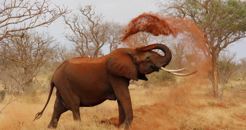 Animal Welfare Volunteer Program in Namibia