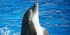 Dolphin Care Volunteer Project in Mozambique