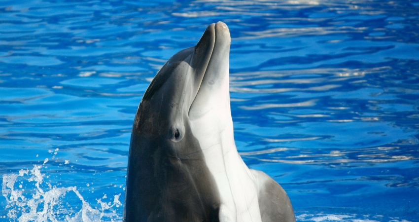 Dolphin Care Volunteer Project in Mozambique