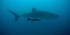 Marine Conservation Volunteer in Madagascar