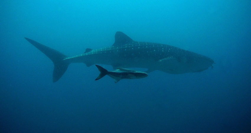 Marine Conservation Volunteer in Madagascar