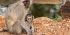 Malawi Primate Bush Academy Volunteer