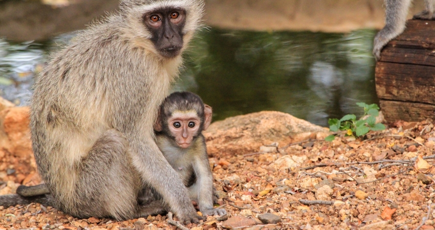 Malawi Primate Bush Academy Volunteer