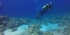 Cuba Marine and Coastal Habitat Conservation Volunteer