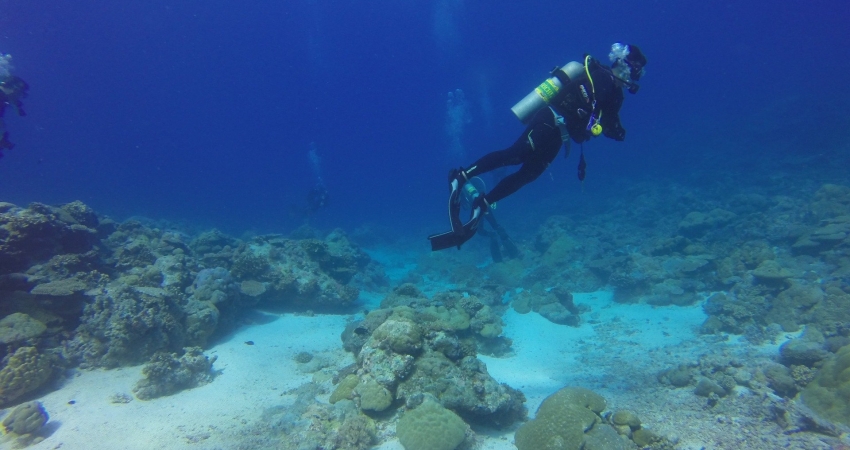Cuba Marine and Coastal Habitat Conservation Volunteer