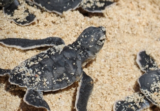 Baby Turtle Beach Conservation Costa Rica