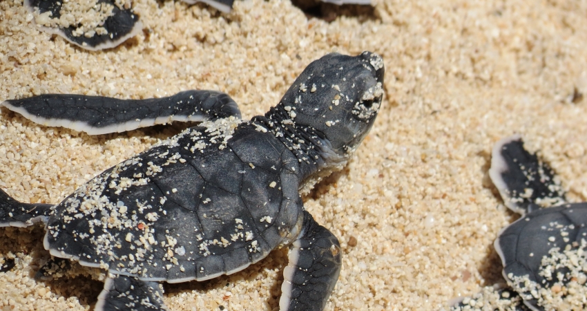 Baby Turtle Beach Conservation Costa Rica