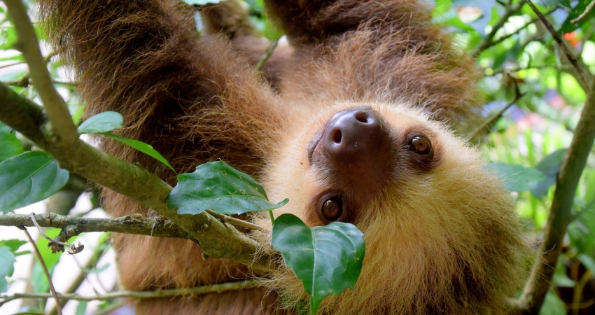 Rescue Center Costa Rica Volunteer Program