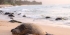 Sea Turtle Retreat for Girl Scouts