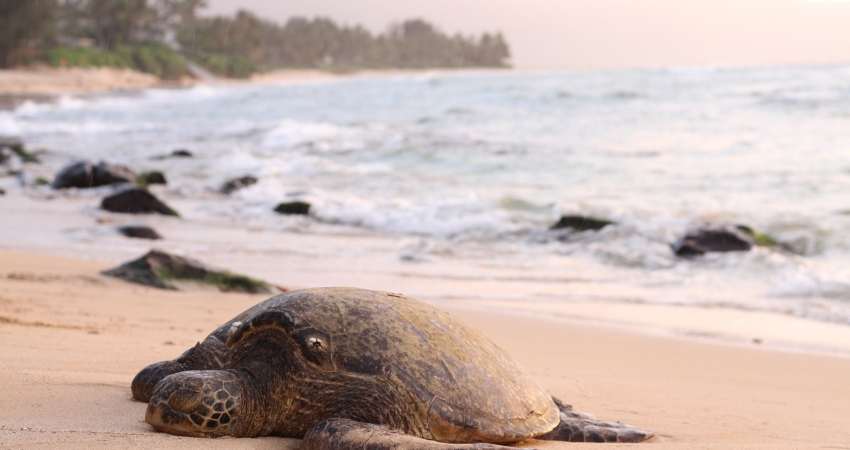 Sea Turtle Retreat for Girl Scouts