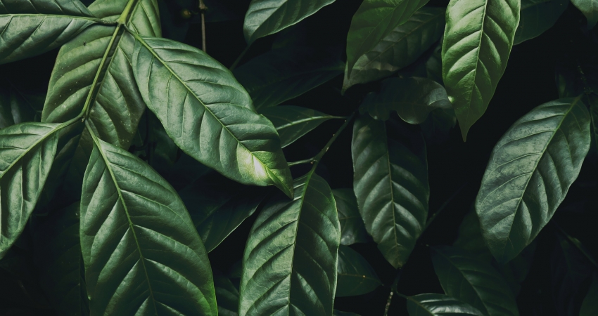 Reforestation Volunteer Program in Peru