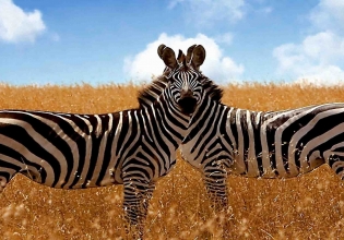 7 Day Tanzania Luxury Tour Safari