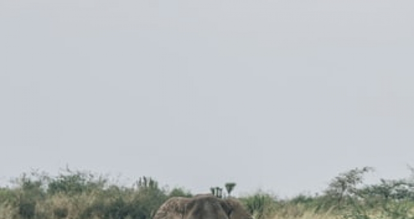 Mwanzo Tours Uganda