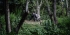 Gorilla,chimpanzee and wildlife Uganda 8 Days Safari