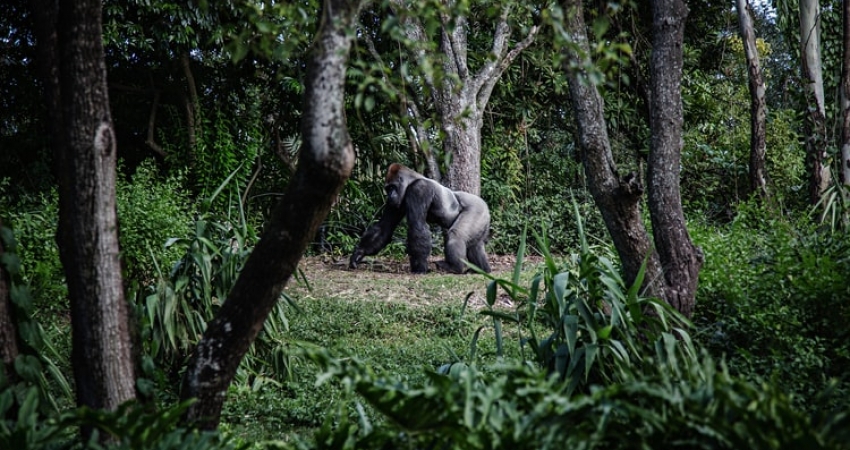 Gorilla,chimpanzee and wildlife Uganda 8 Days Safari