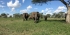 UGANDA BIG FIVE SAFARIS 5 DAYS