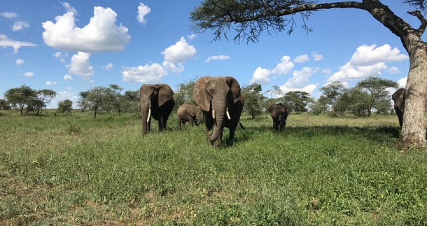 UGANDA BIG FIVE SAFARIS 5 DAYS