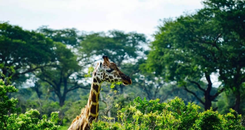 Most enjoyable Uganda safari 14 days