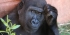 3 Days Chimpanzee Trekking in Kibale National Park Uganda