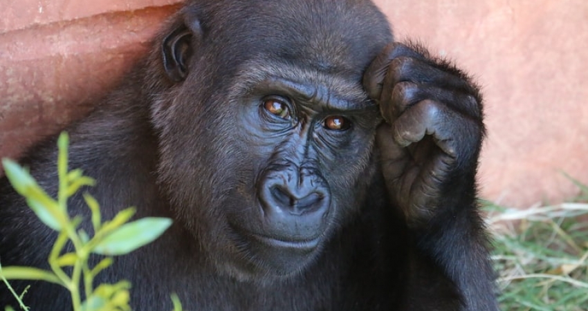3 Days Chimpanzee Trekking in Kibale National Park Uganda