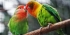 11 days unique luxury Birding, Gorilla Trekking through Uganda