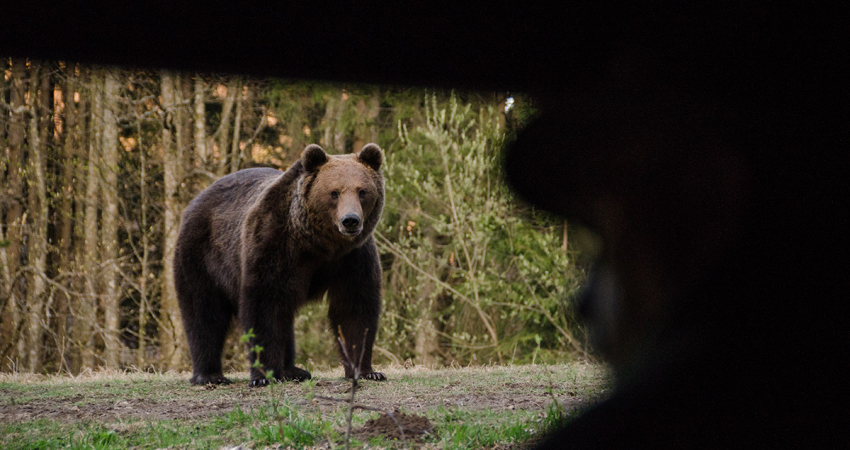 Day Trip & Bear Watching in the Land of Volcanoes