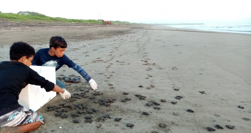 Sea turtle conservation & Environmental volunteering