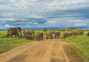 5 Days Tanzania Private Game Drive Safari