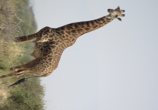 3 days Tanzania private safari - Best Tanzania Safari tours