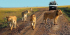 3 DAYS MURCHISON FALLS SAFARI
