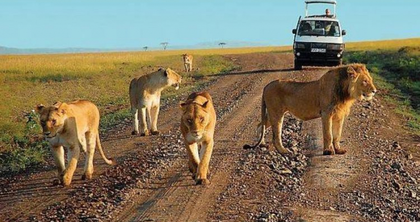 3 DAYS MURCHISON FALLS SAFARI