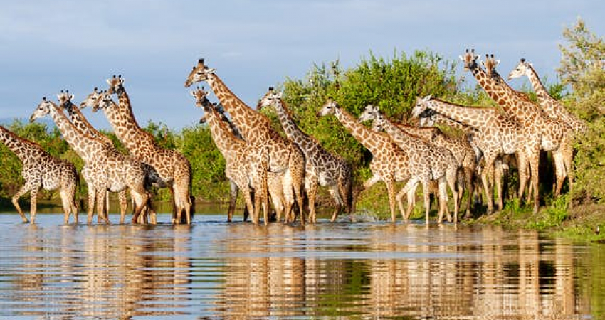 2 Days/ 1 Night  Selous Safari flying from Zanzibar or Dar es salaam