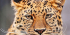 BIG FIVE SAFARI
